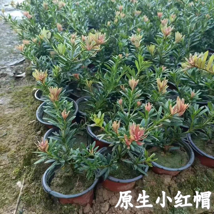 紫金真趣罗汉松海岛菊花芯罗汉松名贵金钻红芽彩菊太子妃盆景小苗