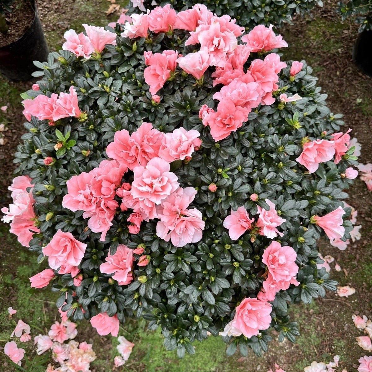 小桃红精品杜鹃花带花苞四季常青南方北方都好养活室内外盆栽地栽