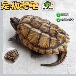 【顺丰】杂佛小鳄龟 北美苗爆刺宠物龟观赏龟外塘凶猛小乌龟活物