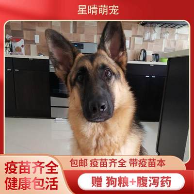 德牧幼犬大型犬牧羊犬德牧