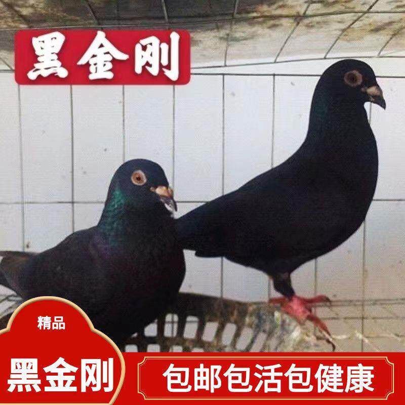 黑金刚信鸽赛鸽活体公母一对种鸽青年幼鸽家飞鸟类成种鸽包邮包活