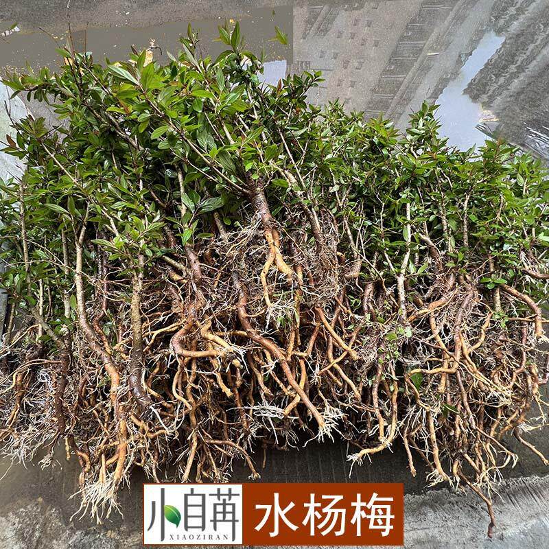 水杨梅鱼缸造景绿植盆栽盆景水景缸水陆缸造景水培土培大量