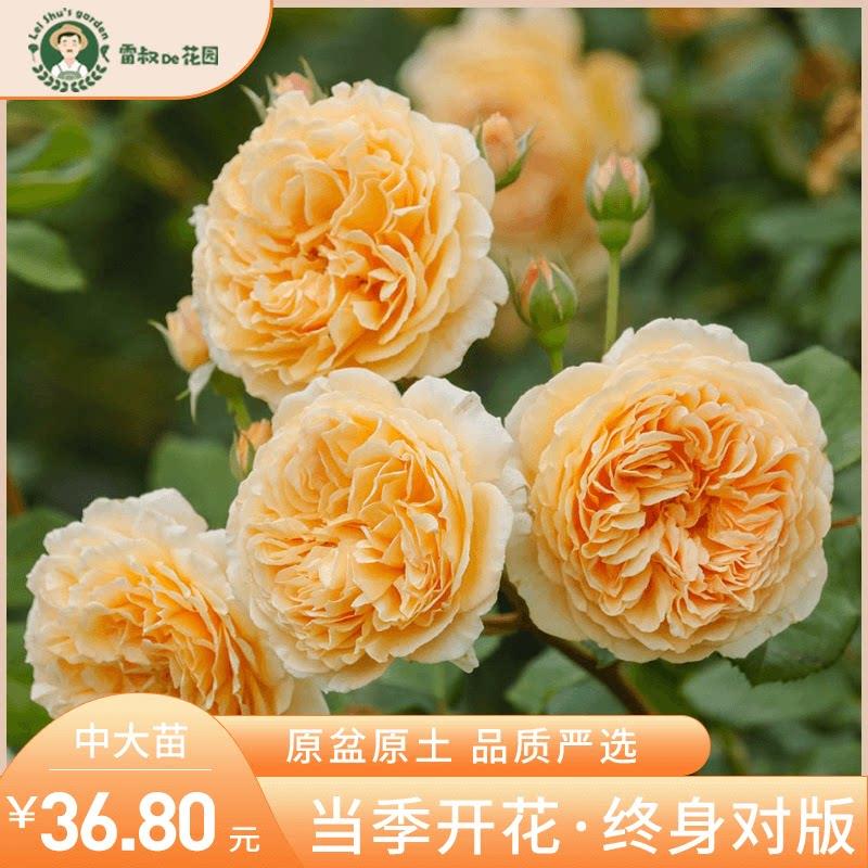 雷叔的花园玛格丽特王妃月季中大苗四季灌木爬藤大花庭院花墙拱门