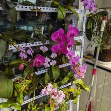 蝴蝶兰专用花架置物架阳台铁艺家用客厅花盆架花几多层一体靠墙架