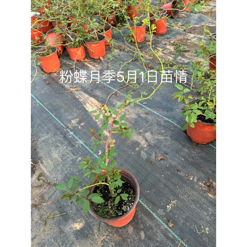 寒粉抗寒月季庭院地栽盆栽花卉阳台特大花月季花苗粉蝶爬墙藤本 - 实物图