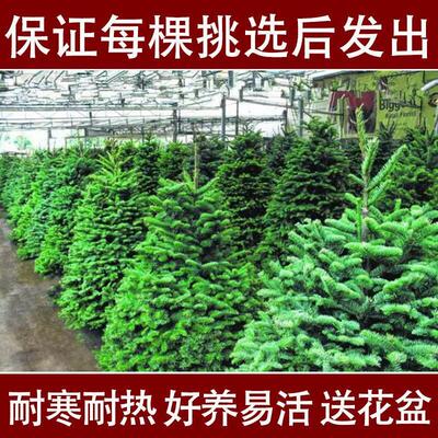 Christmas tree real tree spruce potted plant realNobel pine