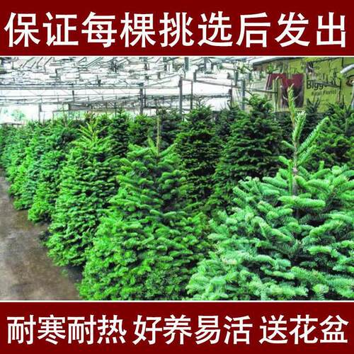 Christmas tree real tree spruce potted plant realNobel pine