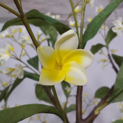 仿真绿鸡蛋花鸡蛋花树树酒意店商场橱窗创摆仿件盆植栽盆景真植物
