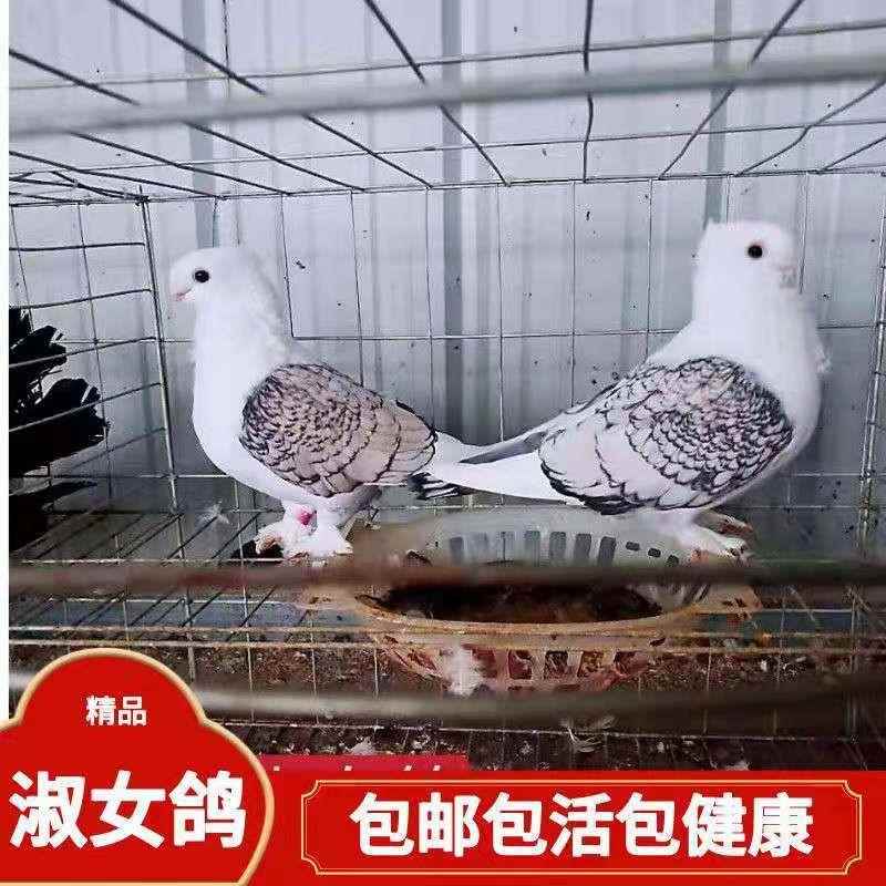 观赏鸽淑女鸽子细花淑女兰花淑女鸟