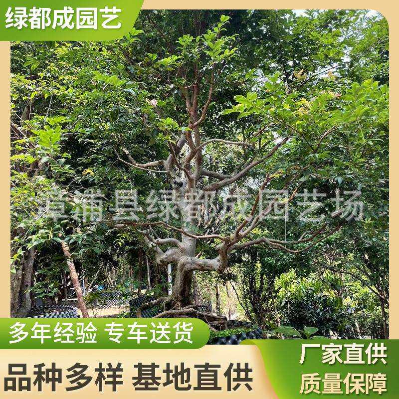 造型提根树葡萄结果盆景园艺造型提根树葡萄花卉植物造型提根树