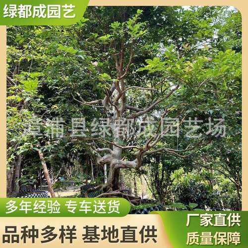 造型提根树葡萄结果盆景园艺造型提根树葡萄花卉植物造型提根树