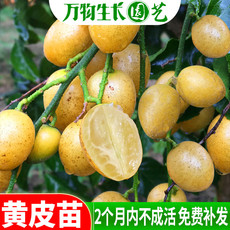 Рассада/питание