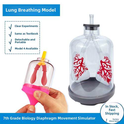 膈肌运动模拟演示器肺呼吸模型初中中考生物教学演示实验器材教具