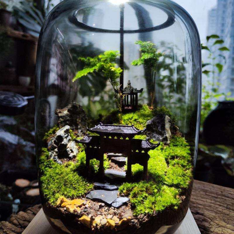 生态缸微景观森林懒人办公室盆栽宿舍桌面生态瓶真植物苔藓微景观
