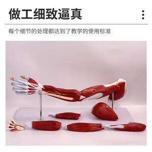 医学人体下肢肌肉血管神经模型腿部运动系统自然大上肢肌肉解剖