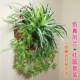 吊兰彷真绿色植物室内装 饰盆栽塑料植物垂吊壁挂壁饰吊篮花艺阳台