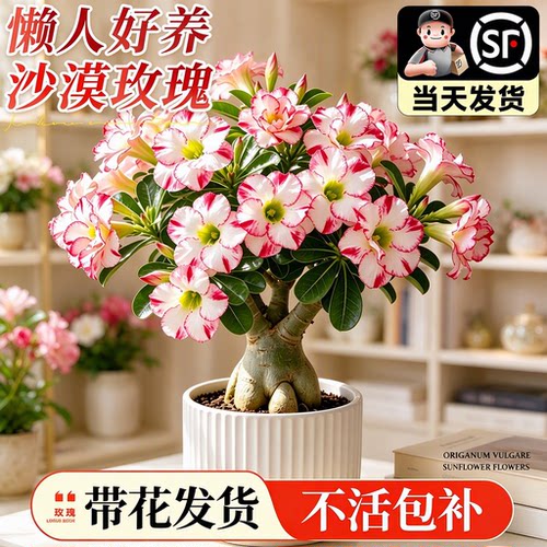 【全网绿植TOP】包活到开花