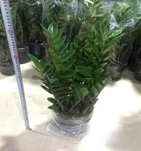 中国红福字陶瓷花盆三件套室内桌面圆形特大号简约喜庆绿萝小花盆