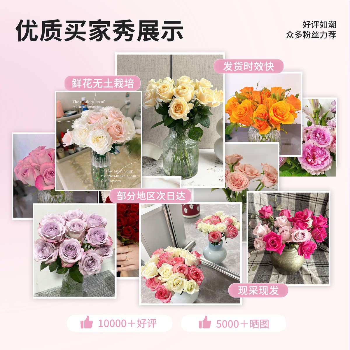 玫瑰鲜切花气场玫瑰山东红玫瑰白玫瑰节日家庭办公室插花瓶插礼物