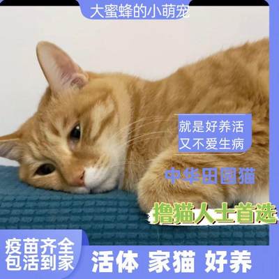 田园猫宠悦奇家养短毛