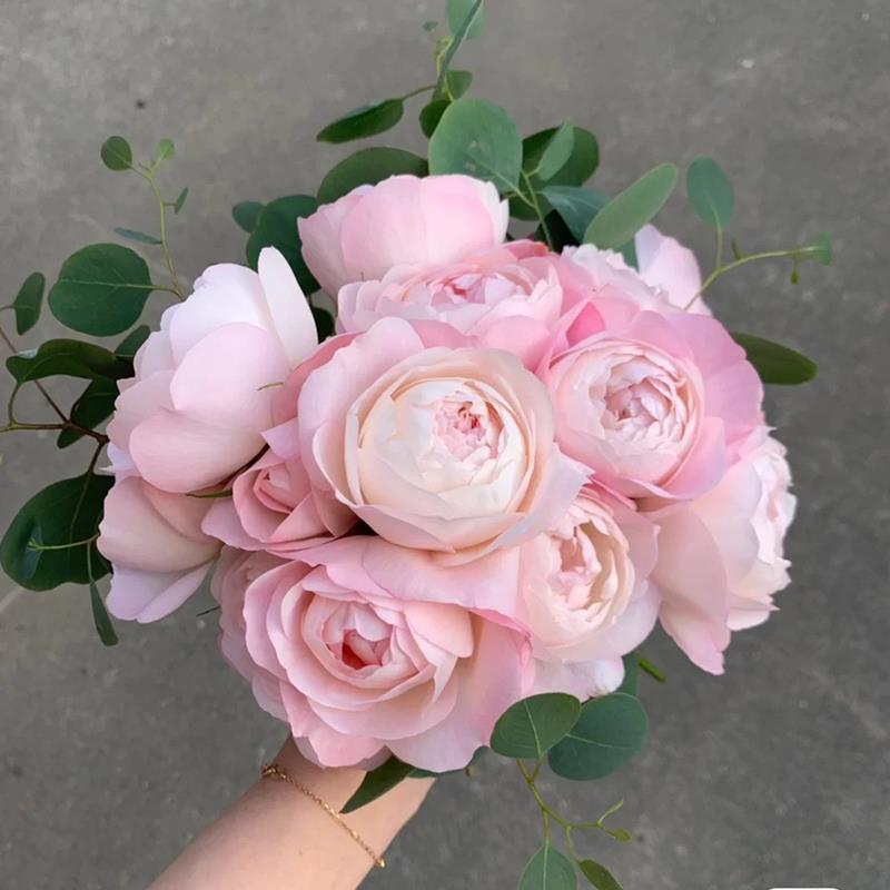 草莓杏仁饼月季花苗多季阳台盆栽带花粉色庭院植物玫瑰花卉勤花