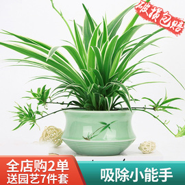 金边吊兰植物室内好养花卉盆栽桌面小绿植甲醛水养水培垂吊吸除去