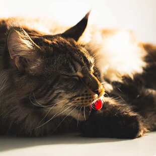 宠物享自动宠物直发主机陶瓷水饮水机替换喵盘配件工厂专用家水箱