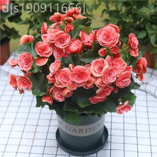 重瓣丽格海棠花盆栽室阳台四季开花辐不内好养易断活净04464593化