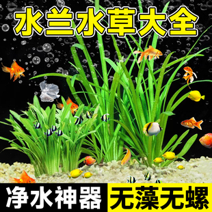 大小龙舌兰细叶水韭菜阴性前后景新手造景 水兰水草鱼缸净化水质