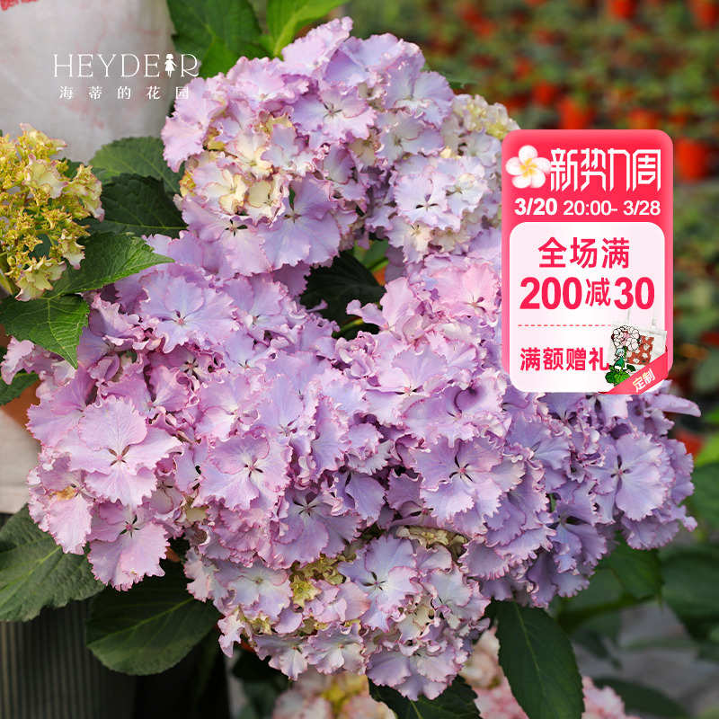海蒂的花园莱昂大花绣球花苗阳台庭院多年生可调色花卉植物盆栽苗