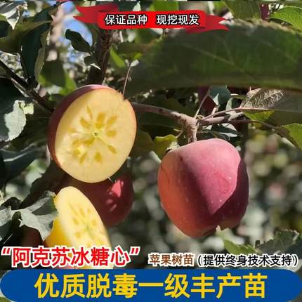 新疆阿克苏冰糖心苹果苗盆栽庭院地栽嫁接耐寒苹果树苗南北方种植