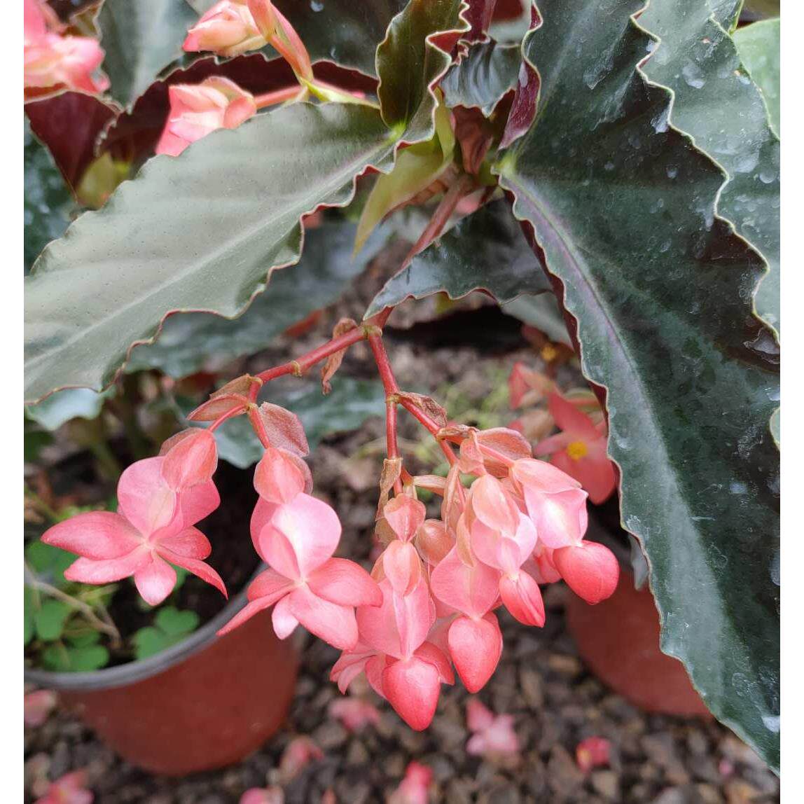龙翅海棠花盆栽竹节秋海棠花玻璃海棠四季开花带花发货阳台客厅窗