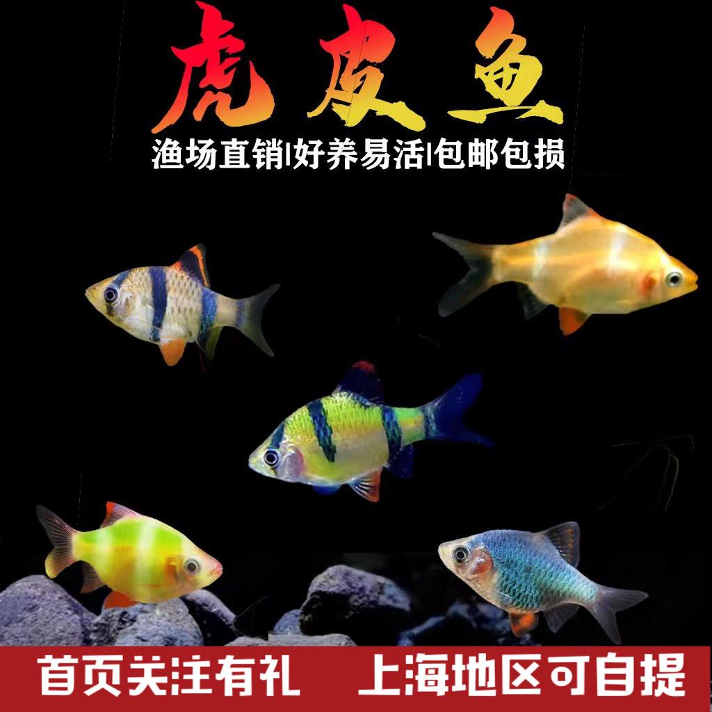 虎皮鱼绿虎皮热带鱼观赏鱼小型活体鱼宠物鱼耐活新手好养