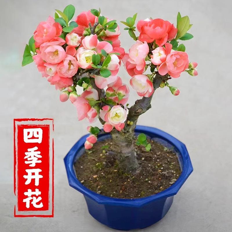 四季海棠花盆栽树苗重瓣花卉盆景老桩庭院绿植物室内开花不断耐寒
