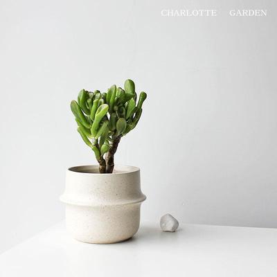 夏洛特花园 吸财树 筒叶花月 多肉植物 多肉 趣味绿植 喜阳小盆栽