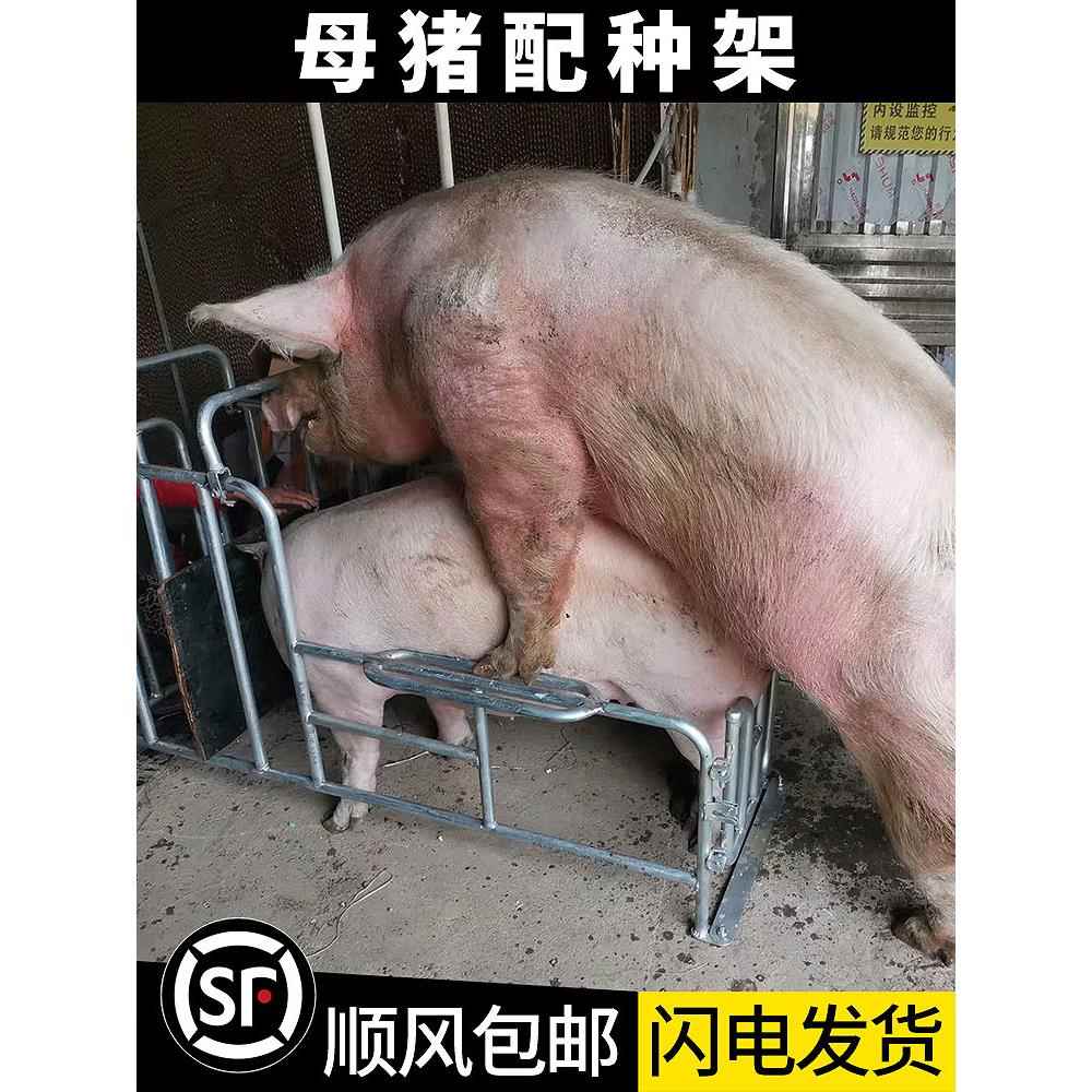 母猪配种架升降款母猪配种架热镀锌管耐腐蚀配种驯猪采精配猪架子