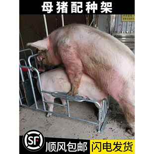 母猪配种架升降款母猪配种架热镀锌管耐腐蚀配种驯猪采精配猪架子