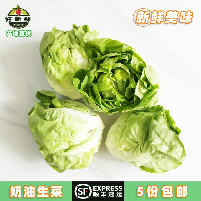 新鲜奶油牛油生菜西餐即食沙拉配菜食材新鲜蔬菜波士顿生菜可生吃