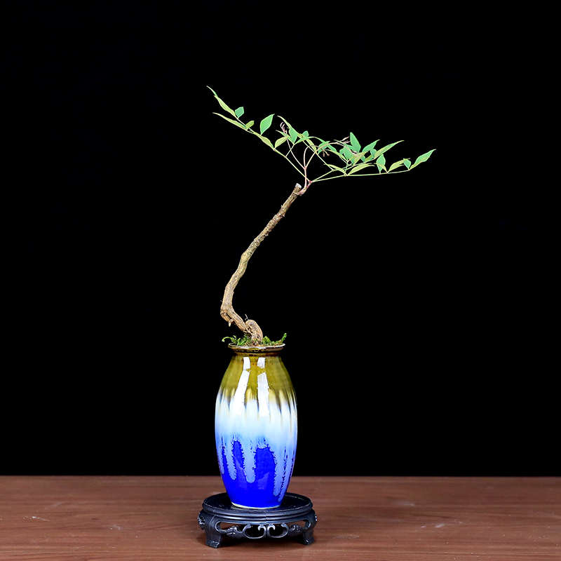 火焰南天竹盆栽办公室内植物茶几桌面小绿植摆件高档小盆景好养