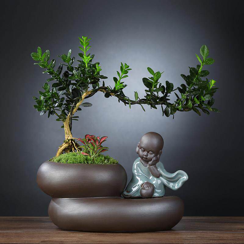 新疆包邮黄杨盆栽植物室内好养易活文竹盆景绿植客厅花卉四季常青