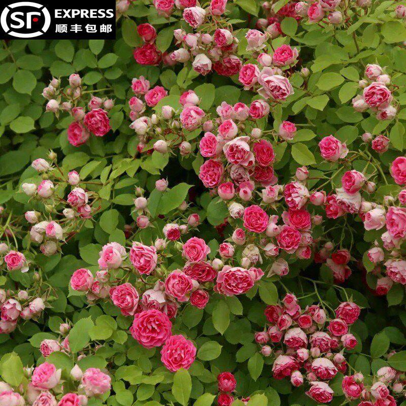 胭脂扣月季藤本花卉蔷薇花苗带花苞多季开花大苗拱门栅栏爬藤