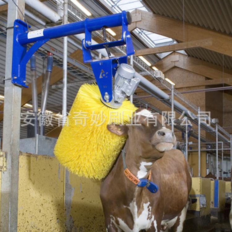 直供牛除刷蹭痒刷摆全自动动奶体牛按摩刷辊牛体清PIF洗毛刷尘刷