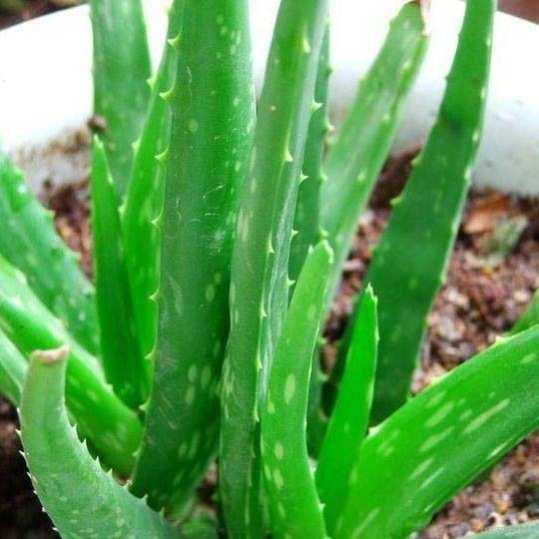 中华芦荟苗 中国芦荟 食用芦荟 盆栽 多肉植物,鲜花速递/花卉仿真/绿植园艺,绿植,淘宝优惠券,粉丝福利购,淘宝优惠卷