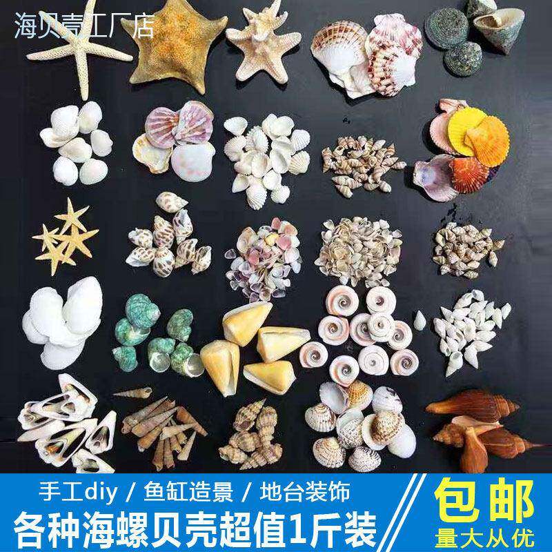 天然打孔贝壳海螺海星鱼缸造景橱窗装饰摆饰手工diy材料寄居蟹壳