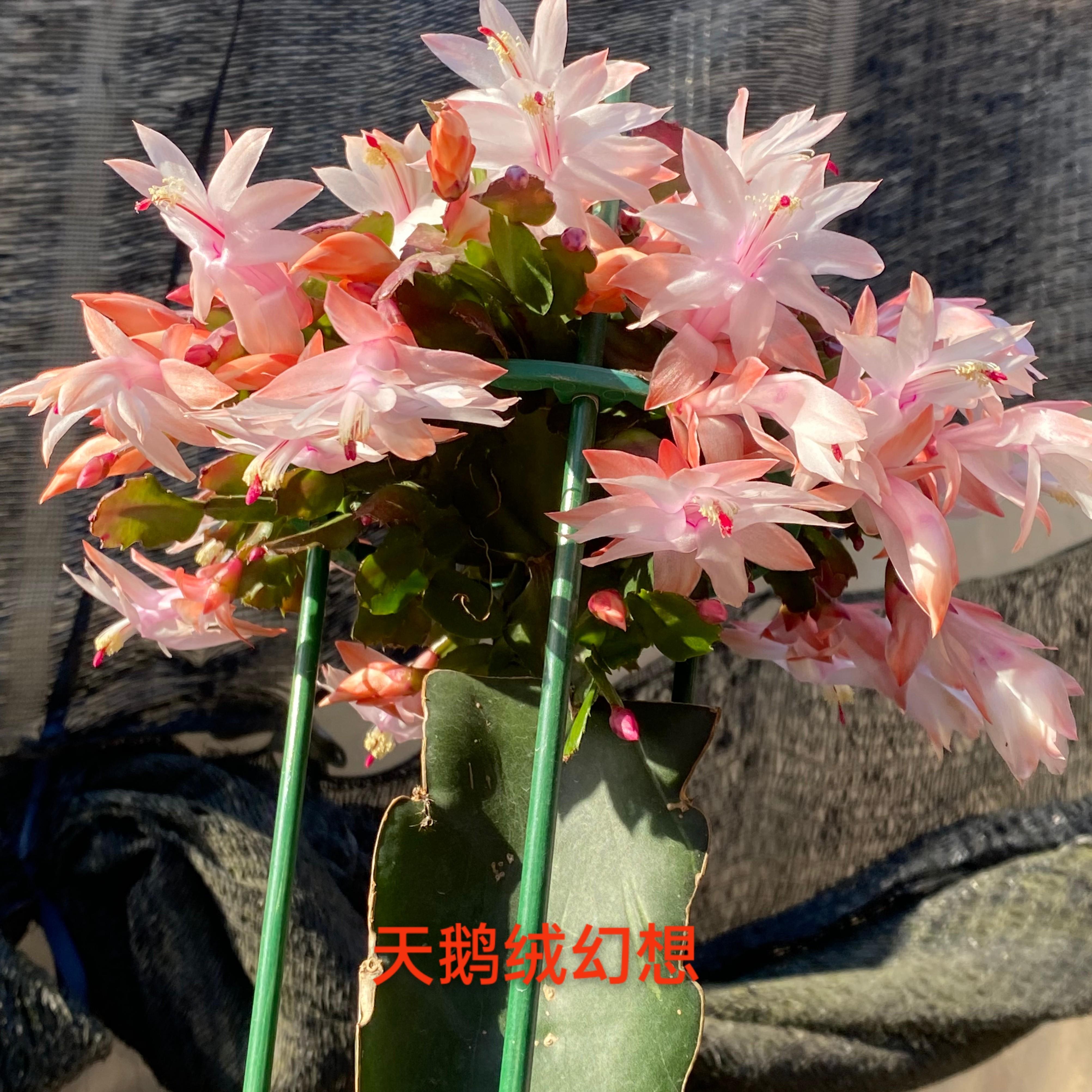 永福十里花街 盆栽 嫁接 进口蟹爪兰 阳台花卉 带盆土配架子发货