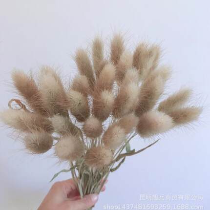新款直销云南干花兔尾草狗尾草可爱花束拍摄道具