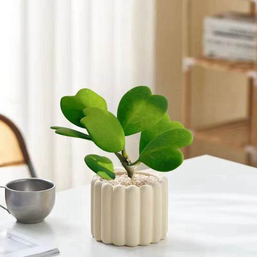 心叶球兰盆栽多肉植物老桩绿植花卉办公室内好养北欧网红解压爬藤