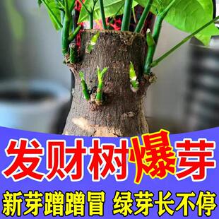 发财树专用营养液生根发芽催芽剂黄叶枯叶烂根肥料盆栽植物活力素
