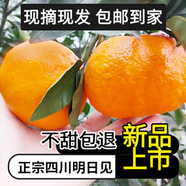 四川明日见无核纯甜化渣柑橘当季新鲜橘子阿斯蜜农产品