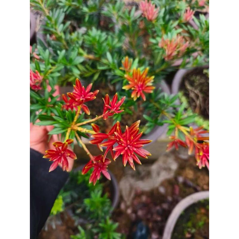 室内盆栽罗汉松专用肥料